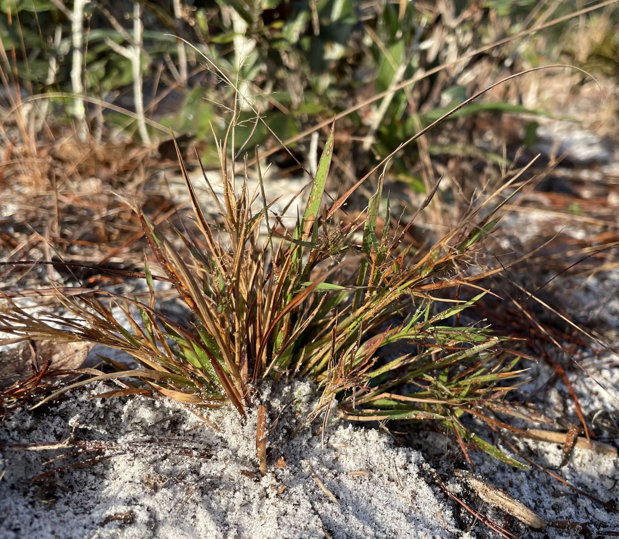 Panicum ensifolium var. ensifolium resmi