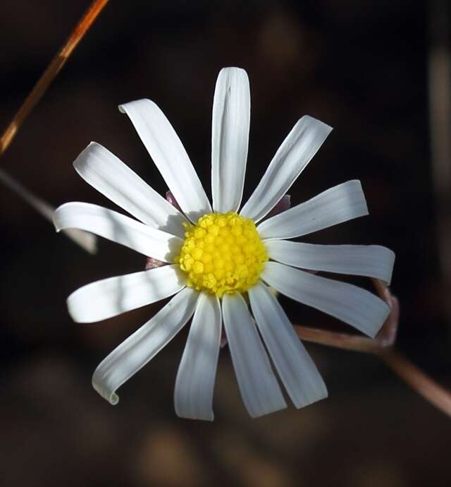 Image de Crassothonna capensis (L. H. Bailey) B. Nord.