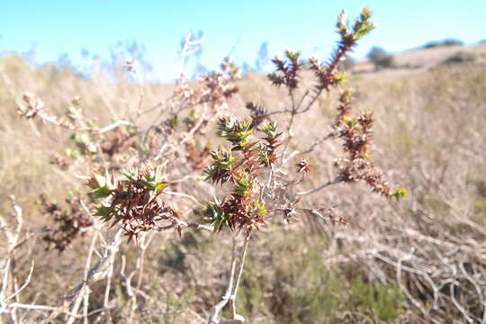 Image of Aspalathus cordata (L.) R. Dahlgren