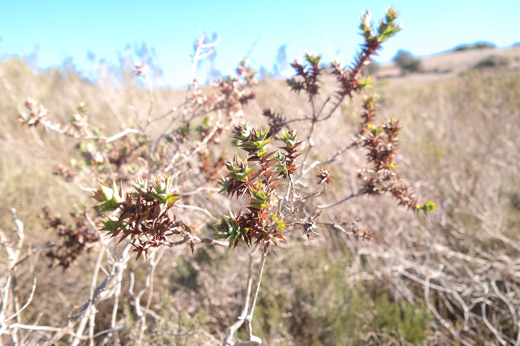 Image of Aspalathus cordata (L.) R. Dahlgren