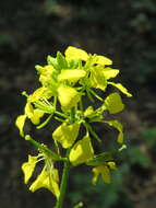 Image of charlock mustard