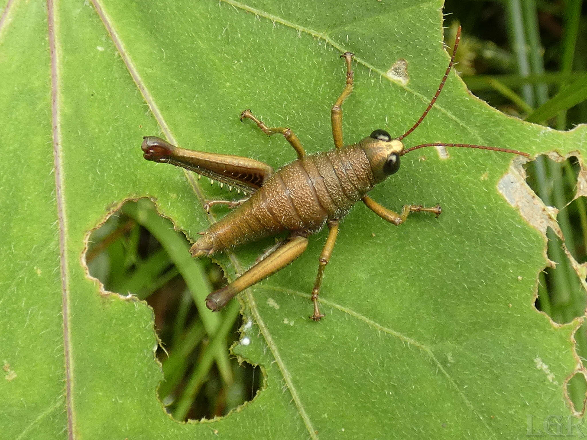 Rhytidochrota risaraldae Descamps & Amédégnato 1973 resmi