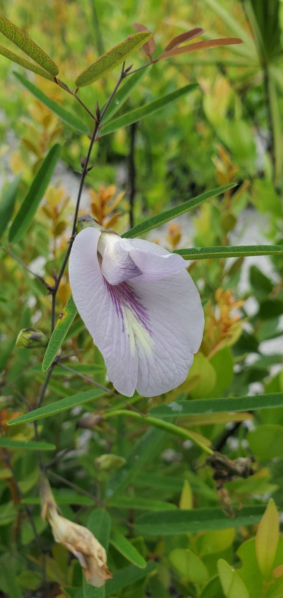 Plancia ëd Clitoria fragrans Small