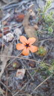 Image of Drosera callistos N. Marchant & Lowrie