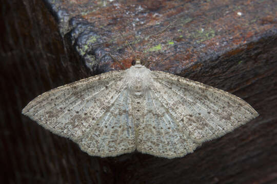 Image of Luxiaria mitorrhaphes Prout 1925