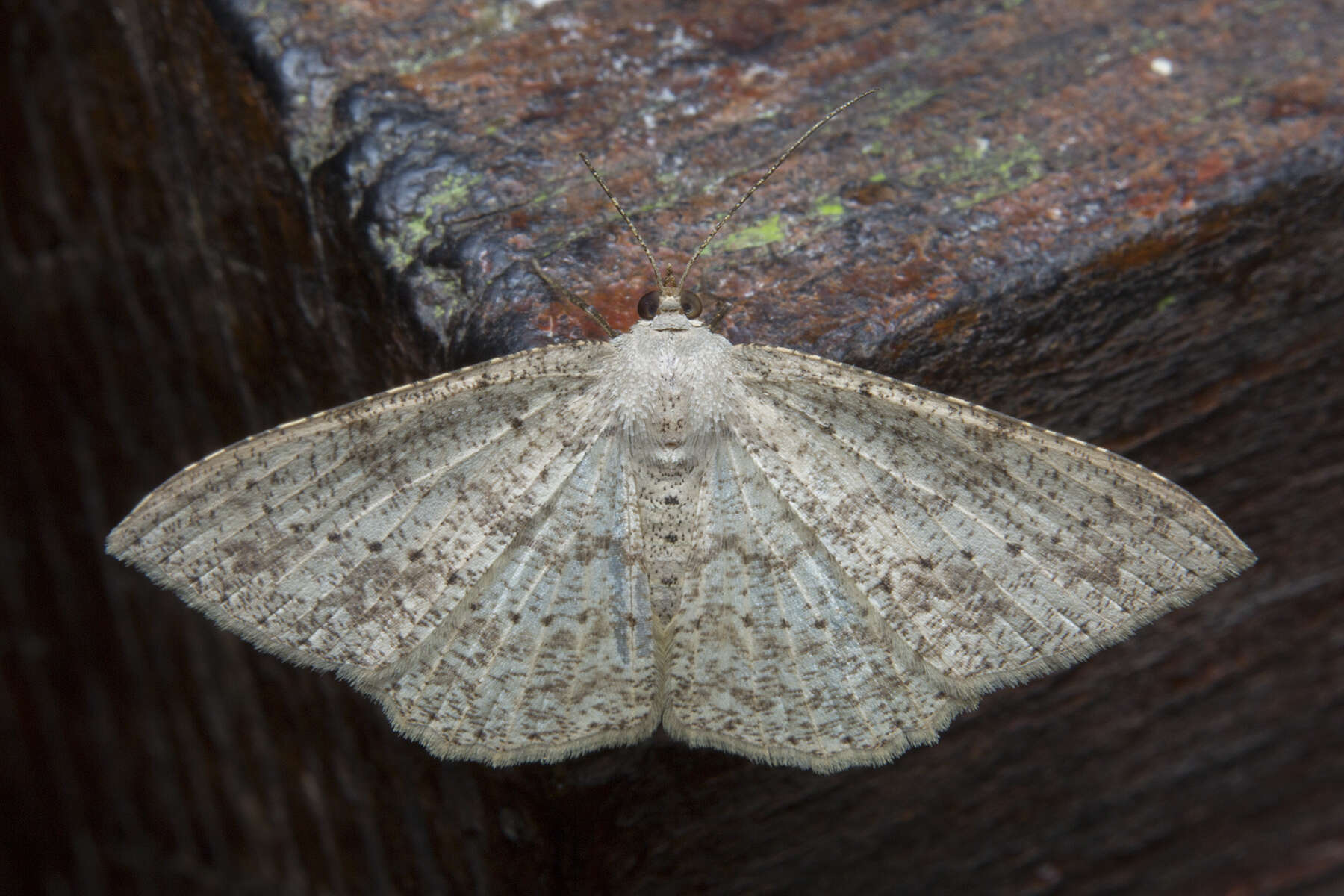 Image de Luxiaria mitorrhaphes Prout 1925