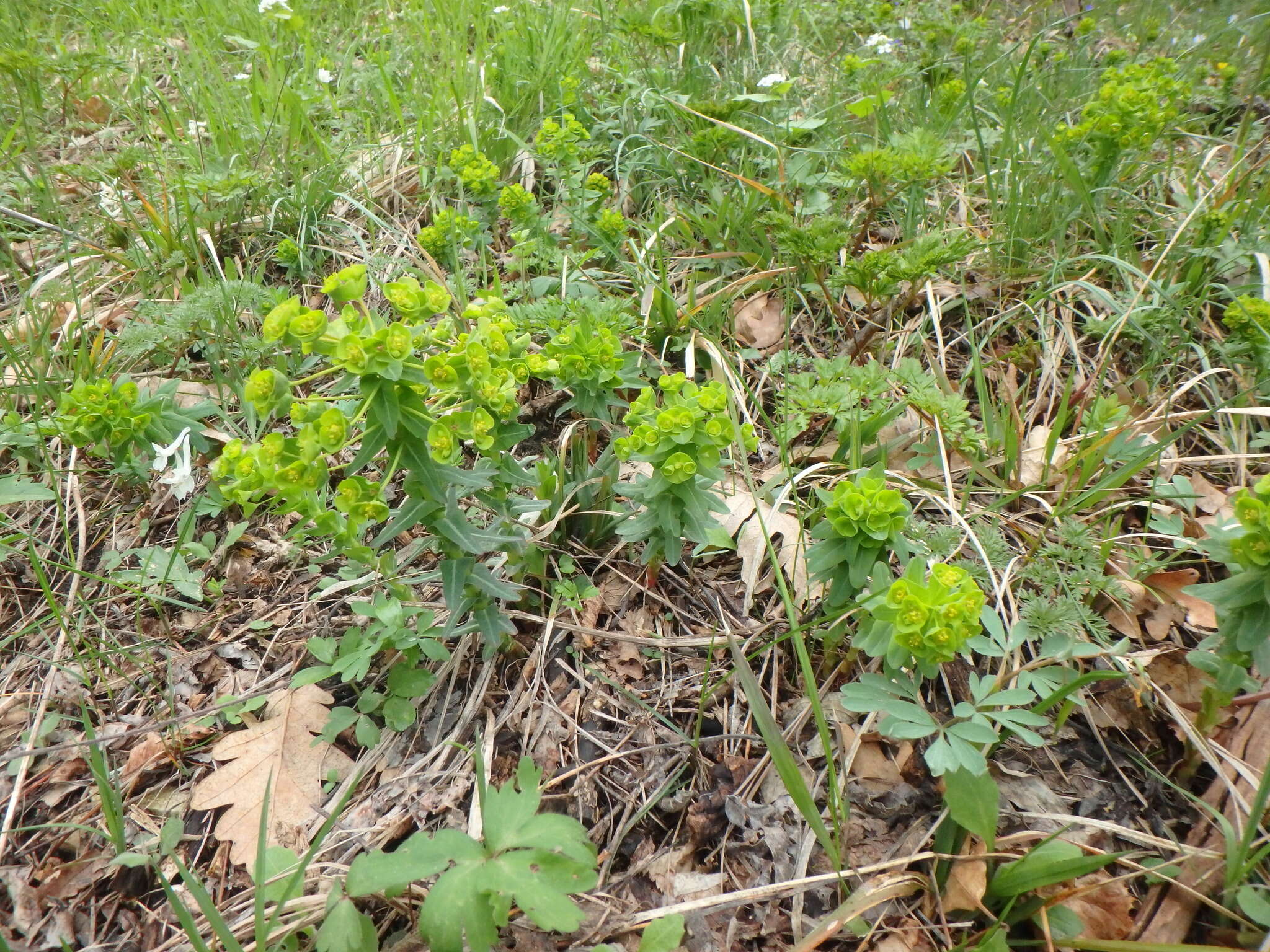 Sivun Euphorbia condylocarpa M. Bieb. kuva