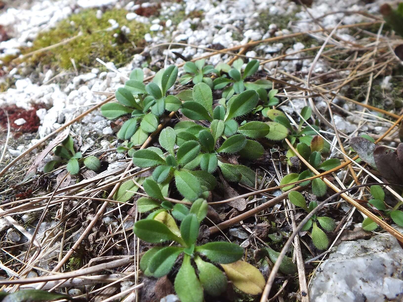 Image de Myosotis lyallii subsp. lyallii