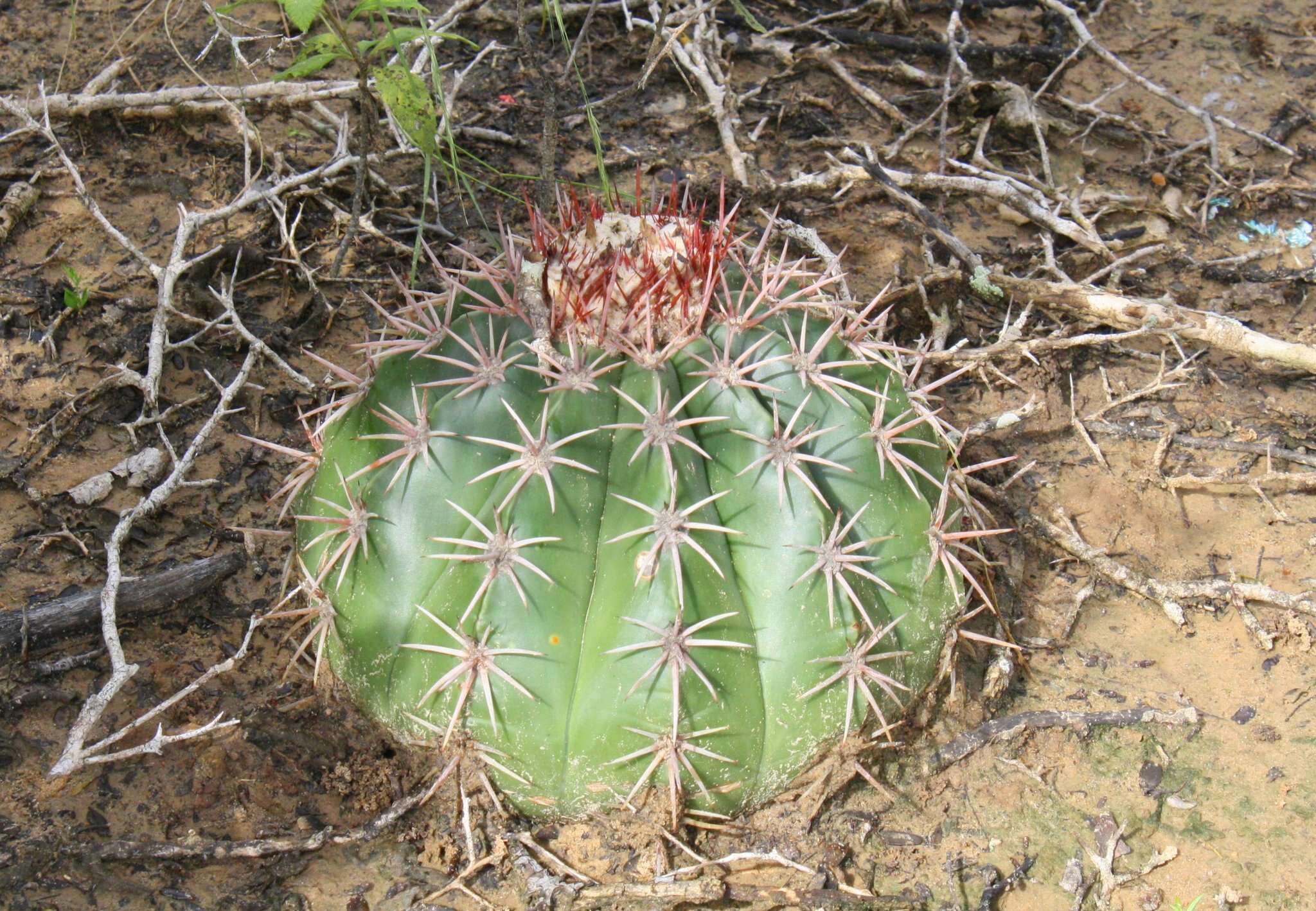 Melocactus curvispinus subsp. caesius (H. L. Wendl.) N. P. Taylor resmi