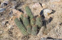 Image of Engelmann's hedgehog cactus