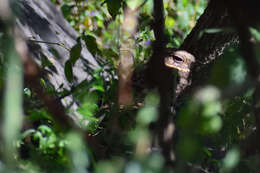 Image of Buff-collared Nightjar