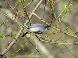 Image of Polioptila caerulea caerulea (Linnaeus 1766)