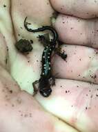 Image of Plethodon pauleyi Felix, Wooten, Pierson & Camp 2019