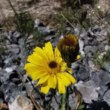 Image de Tolpis staticifolia (All.) Sch. Bip.