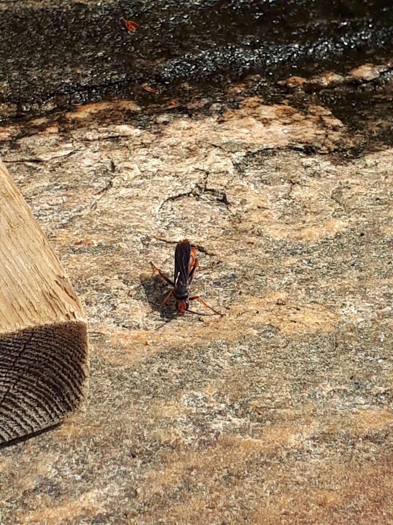 Image of Tachypompilus ferrugineus