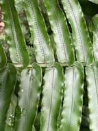 Image of Limestone Fern