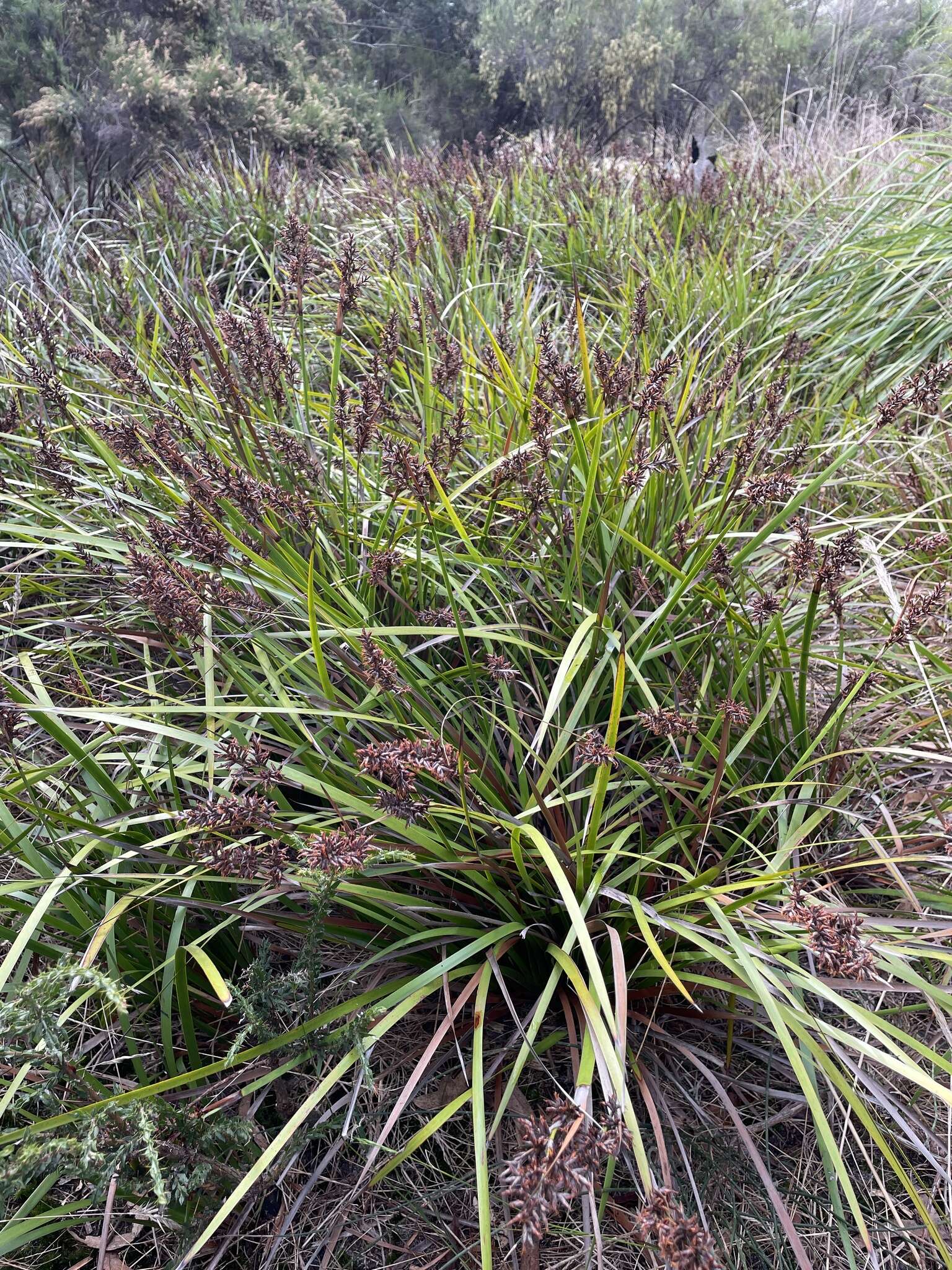 Image of Lepidosperma sieberi Kunth