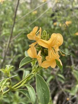 Image of Barleria senensis Klotzsch