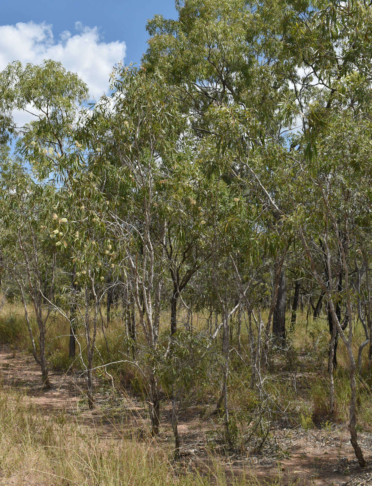 Image of niaouli-tree