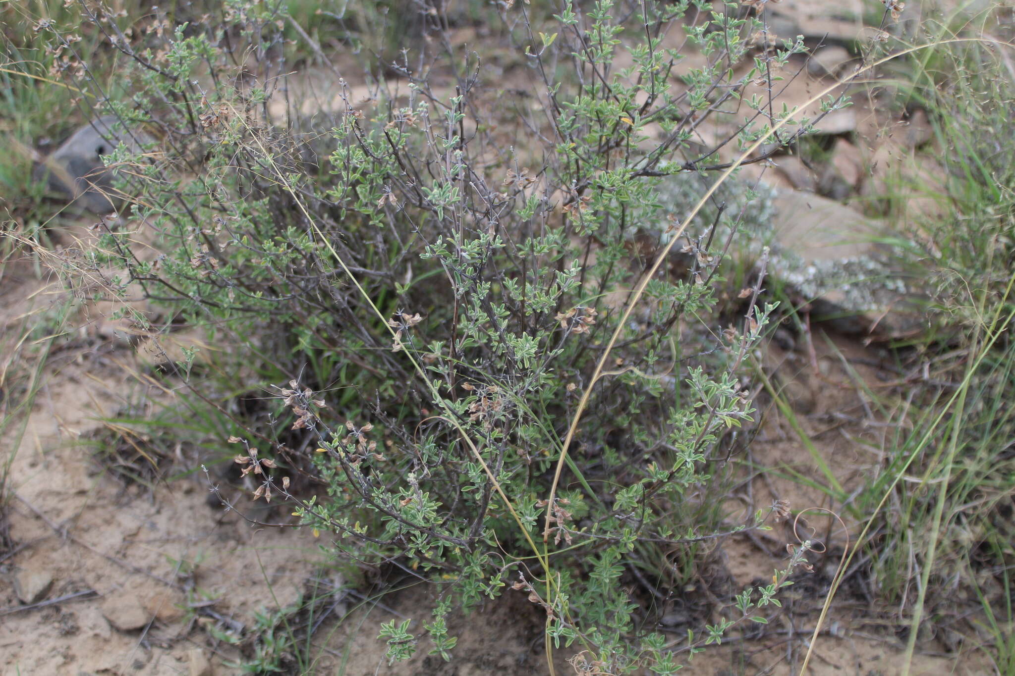 Image of Ocimum burchellianum Benth.