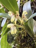 Image of Maxillaria bracteata (Schltr.) Ames & Correll