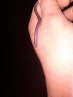 Image of Beaked Blind Snake