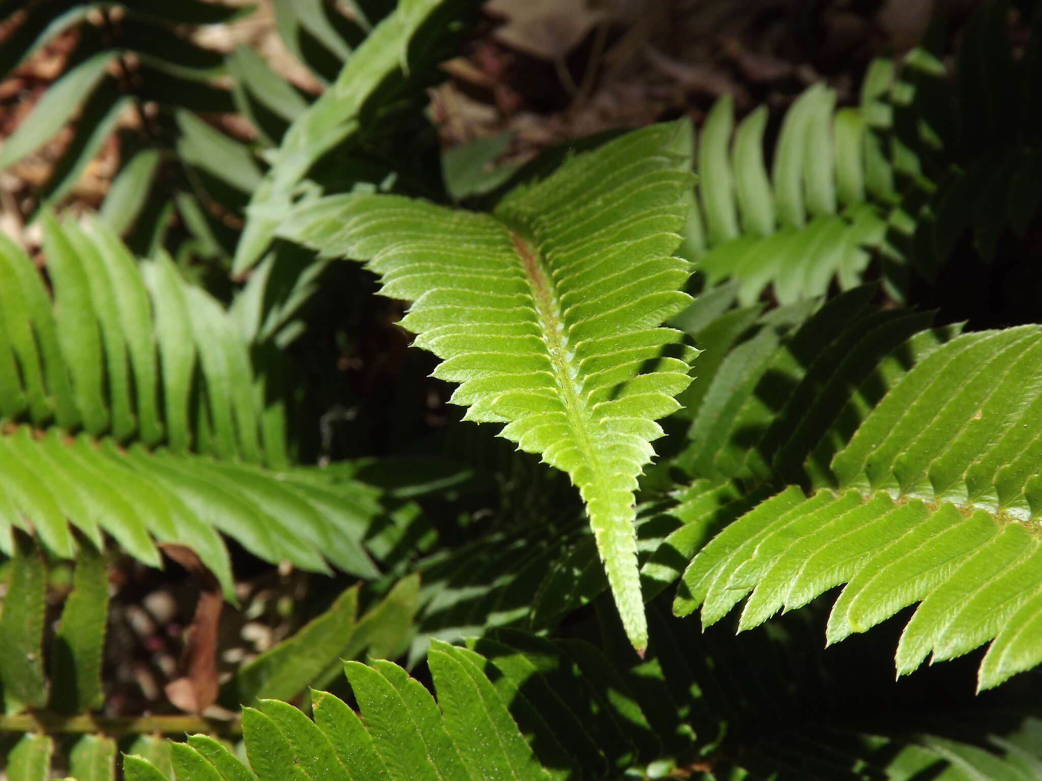 Image of narrowleaf swordfern