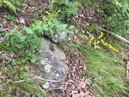 Image of autumn goldenrod