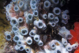 Image of Blue caribbean sponge