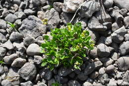 Image of Canadian arctic draba