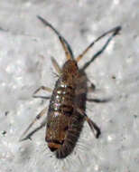 Image of Elongate-bodied Springtail