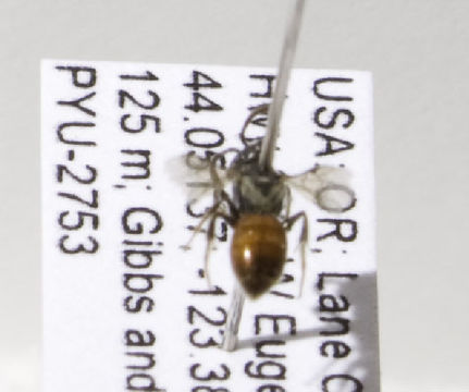 Image of Sphecodes