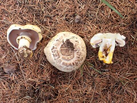 Agaricus iodosmus Heinem. 1965 resmi