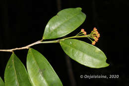 Image of Wielandia platyrachis (Baill.) Petra Hoffm. & McPherson