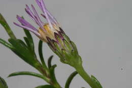 Image of Felicia filifolia subsp. bodkinii (Compton) Grau