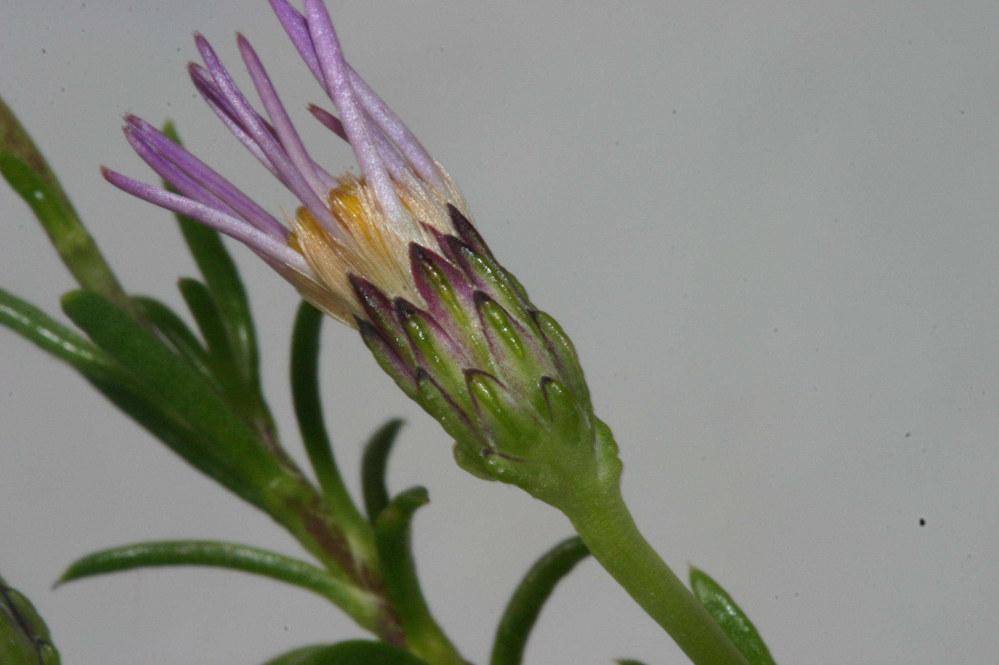 Слика од Felicia filifolia subsp. bodkinii (Compton) Grau