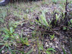 Image of sessileflower false goldenaster