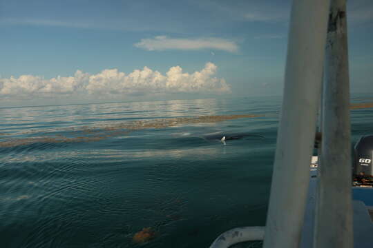 Image of Chevron Manta Ray