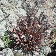 Imagem de Dudleya abramsii subsp. setchellii (Jeps.) Moran