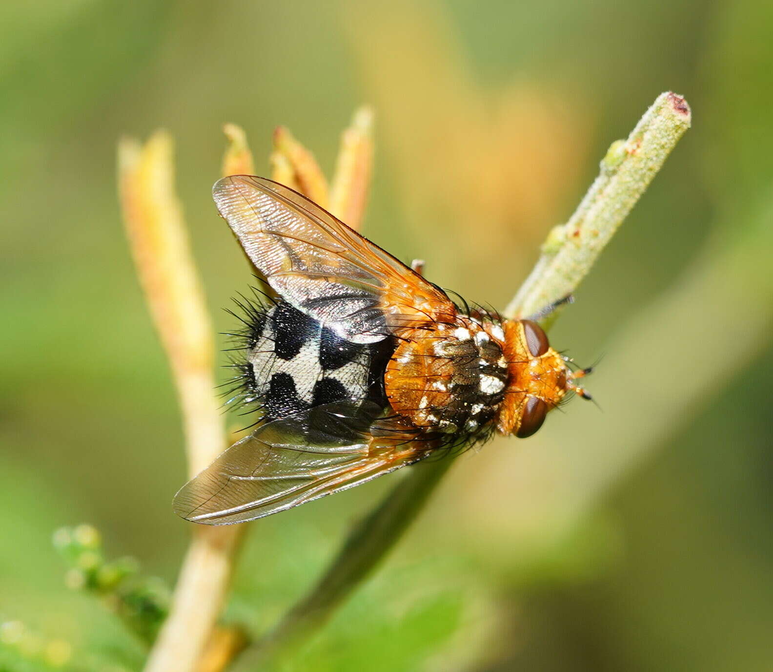 Image of Microtropesa nigricornis Macquart 1851