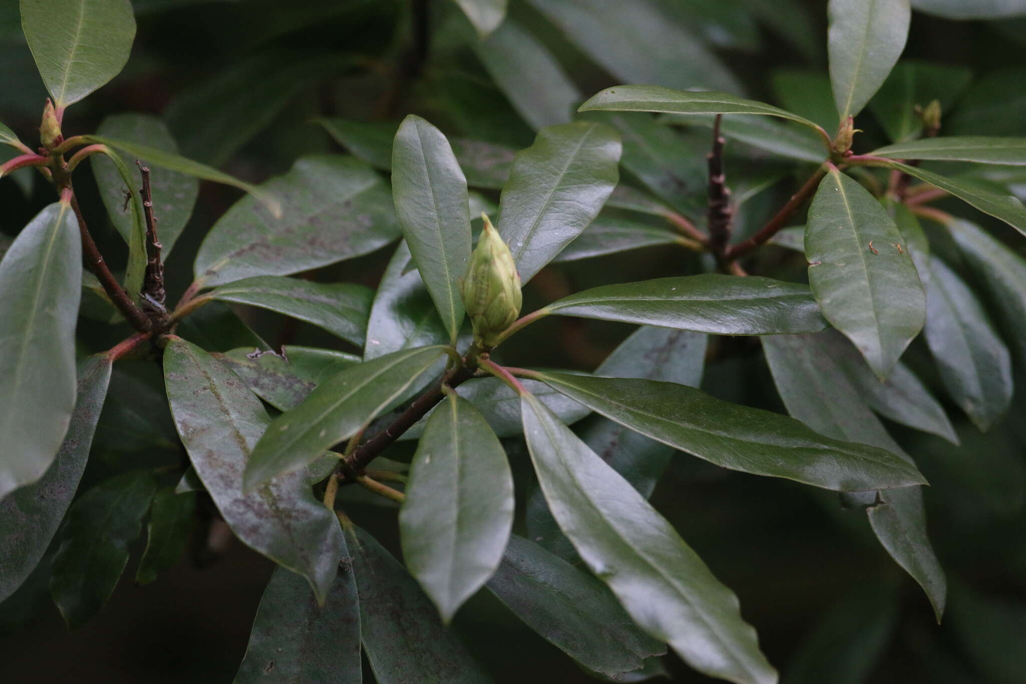 صورة Rhododendron ponticum subsp. ponticum