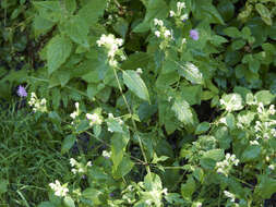 Image of Edmonton hempnettle