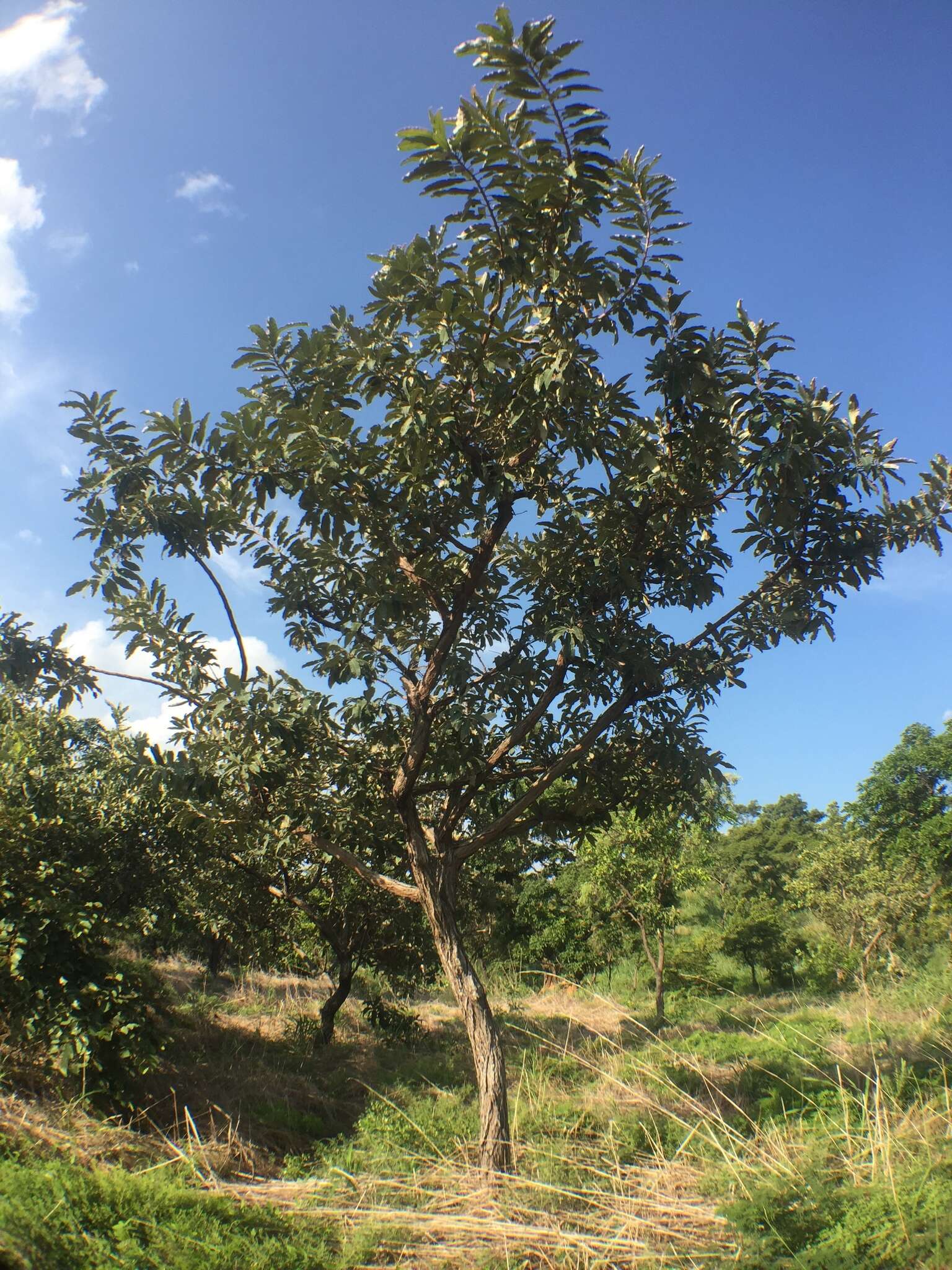 Image of Terminalia macroptera Guill. & Perr.