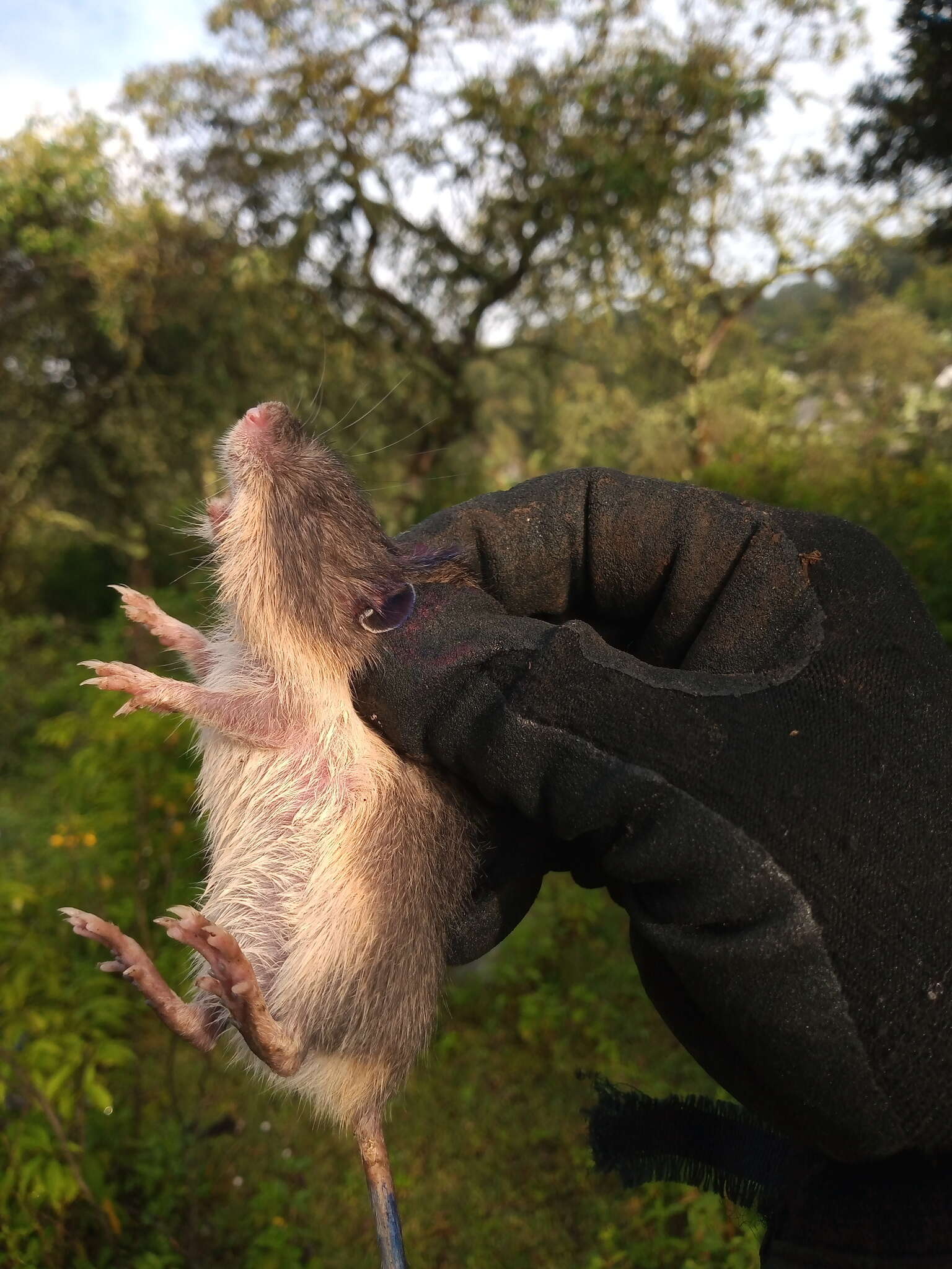 Image of Mexican spiny pocket mouse