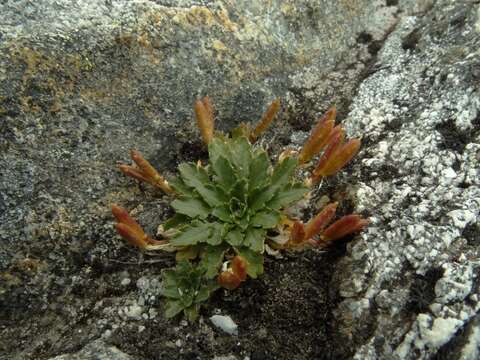 Imagem de Pachycladon crenatus