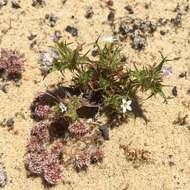 Image of small-lobe navarretia