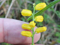 Image of golden colicroot