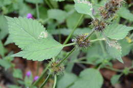 Image of Downy Hemp Nettle