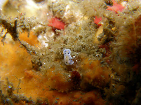 Image of Hypselodoris placida (Baba 1949)