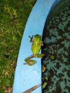 Image of blue-sided leaf frog